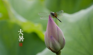 大暑节气有什么禁忌（大暑节气有什么禁忌嘛）