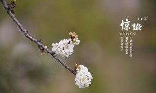 惊蛰节气养生短信大合集 惊蛰节气养生保健