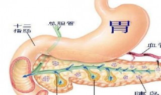 胰腺的功能和作用（胰腺的功能和作用图片）