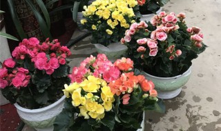 丽格海棠开完花后怎么处理 丽格海棠开完花后怎么处理掉