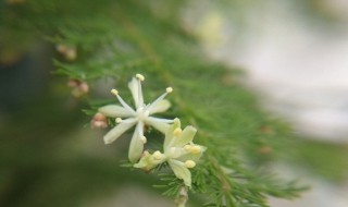 文竹什么时候开花 文竹开花了家里一点都不顺