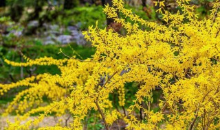迎春花花语是什么（迎春花的含义）