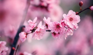 梅花雪梨花月总相思的意思（梅花雨梨花月总相思）