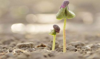 棉花种子播种后几天可以发芽（棉花种子几天能发芽）