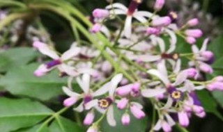丁香花在北方能种吗 丁香花在北方能种吗冬天