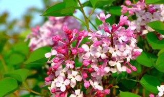 丁香花可以在室内养吗（丁香花的寓意和象征）