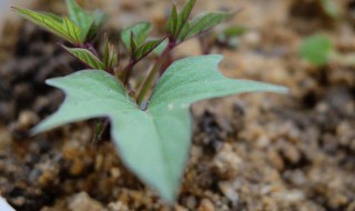 如何制作不臭的花肥 如何制作不臭的花肥料