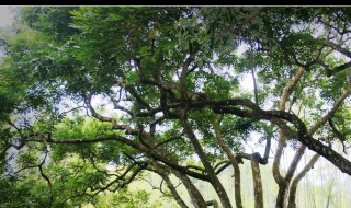 北方能种橄榄树么（橄榄树北方能栽植吗）