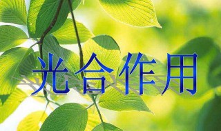 光合作用暗反应能不能产生水（光合作用暗反应是否产生水）