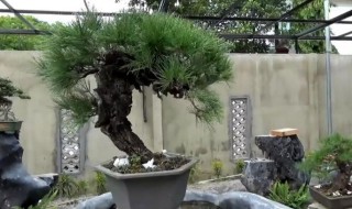 松柏盆景可以在家养吗 松柏盆景适合在家养吗