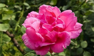 月季花开放时间是什么时候（月季花开放时间是什么时候开花）