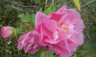 木末芙蓉花作用（木芙蓉花有什么功效）