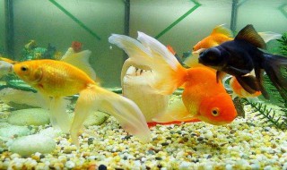 冬天怎样在鱼缸养金鱼（冬天如何养鱼缸里的金鱼）