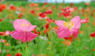 春花秋月是什么季节的词语（春花秋月是形容什么季节）