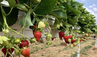 草莓什么季节栽种合适 草莓适合什么时候栽种