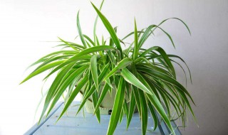 适合种在室内的花（适合室内种植的花）