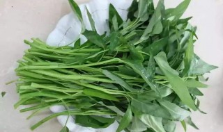 空心菜水中怎么种 空心菜水中怎么种植视频