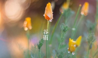 谷雨下一个季节是什么 谷雨下一个季节是什么意思