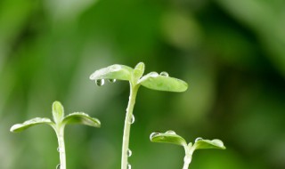 为什么说春天是个充满希望的季节（为什么春天代表希望）