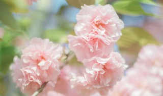 樱花春天怎么养护（樱花春天怎么养护最好）