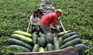 种冬瓜喜欢什么肥 种植冬瓜用什么肥料好