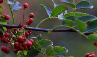 花椒树什么时候萌芽 花椒树什么时候萌芽结果