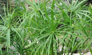 水竹的种子是什么 水竹的种子是什么样的