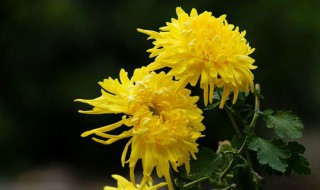 菊花冬天怎么换盆 菊花冬季可以换盆吗