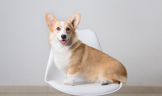 让狗狗吃苹果怎么做 狗吃苹果怎么说