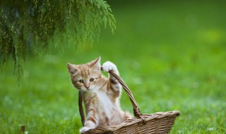 汽车轮胎怎么做猫窝（轮胎怎么做狗窝）