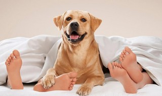 给狗狗除虱子有什么好方法 给狗祛虱子和虱卵的方法