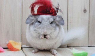 龙猫吃的食物怎么做 龙猫吃的食物怎么做视频