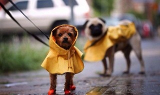 遛狗技巧教程（遛狗应该怎么遛狗）