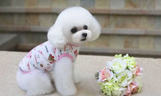 养宠物的技巧（养宠物的技巧与方法）