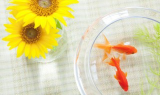 养金鱼的日常技巧（养金鱼的日常技巧有哪些）