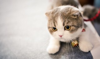 养猫生活小技巧（养猫小技巧?）