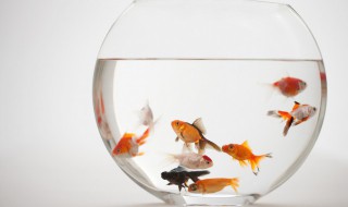 鱼缸养金鱼的方法技巧（鱼缸养金鱼的方法和技巧）