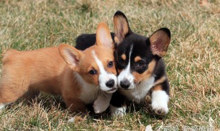 柯基犬饲养技巧 柯基犬饲养技巧和方法