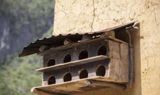 鸽子巢的最佳搭建方法（鸽子巢的最佳搭建方法是什么）