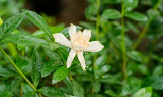 栀子花有哪些品种（栀子花有哪些品种图片）