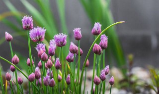 常见的紫色花有哪些 紫色花卉大全图片