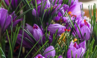 藏红花多久发芽（藏红花什么时候种植）