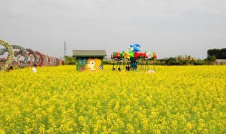 油菜花能用五彩缤纷形容吗（油菜花能用五彩缤纷形容吗）