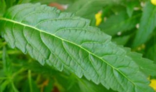 植物的叶子有哪些形状 植物的叶子有哪些形状写比喻句