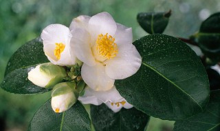 山茶花的品种有哪些 山茶花的品种有哪些图片