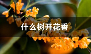 什么树开花香 家里种什么树开花香