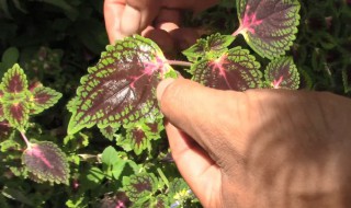 植物有哪些种类名称吃的（植物有哪些种类名称吃的食物）