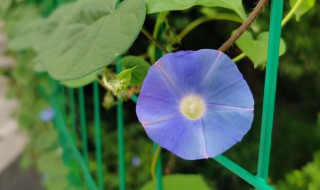 常见草本植物有哪些（常见草本植物有哪些名字）