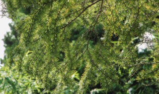 植物的活化石指的是什么和什么 植物的活化石是什么?