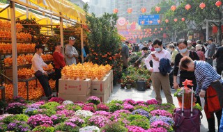 迎春花的颜色有哪些 迎春花的颜色有哪些特点